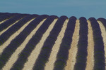 Late Lavendar field near Mont Ventoux