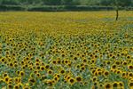 DSCF63632a