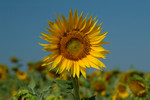 DSCF63720a