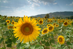 DSCF63888a