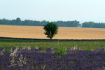 DSCF63955a
