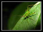 IMG_2774a