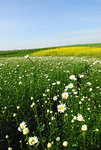 D22_3974a