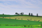 D22_4142a