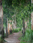 Landscape61264