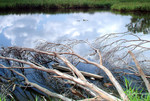 Landscape61280
