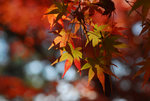 D22_7922a
