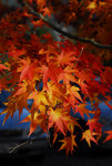 D22_8077a