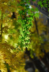 D22_8147a