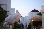 Mykono's famous pelicans