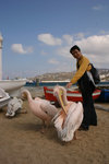 More pelicans!
