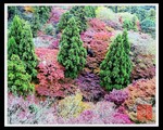 red-leaf-640