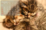 mar_resize