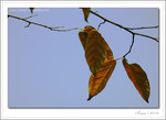 IMG_3537_COPY