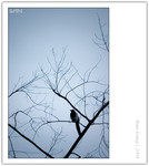 CRW_9299_copy