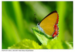 DSCF4062 copy