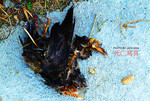 DSCF0033 copy