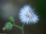 ssP1050847