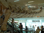 D2H_3367s