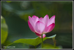 CRW_0241