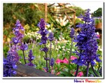 IMG_2911a