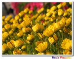 IMG_2928a