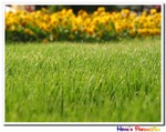 IMG_2940a