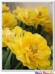 IMG_3037a