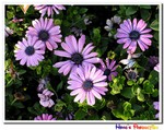 IMG_3112a