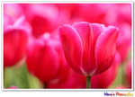 IMG_2885a