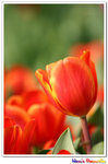 IMG_2897a