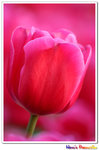 IMG_2936a