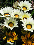 PICT0037a