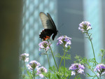 PICT0041a