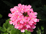PICT0055a