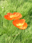 PICT0133a