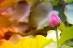 
�������i���� (11)