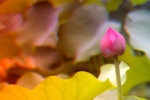 
�������i���� (12)