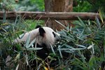 Olympic Panda Jin Jin, Chengdu
