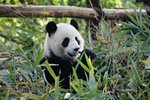 Olympic Panda Jin Jin, Chengdu