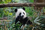 Chengdu Panda Centre