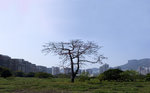 ��l�s�U�����a���
700tree003