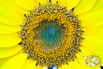 800flowershow001