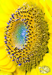 800flowershow002