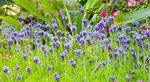 800flowershow004
