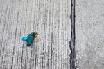 2005_0402KingFisher0031
