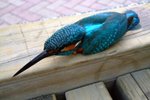2005_0402KingFisher0032