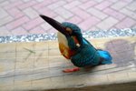 2005_0402KingFisher0039