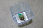 2005_0402KingFisher0044