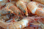 Shrimp
